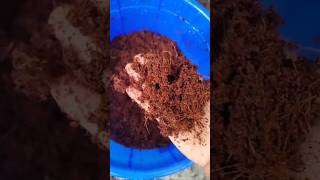 How to use cocopeat brick #shortsfeed #shorts #gardeningtips