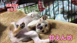 【成長日記83日目】甘えん坊な豆柴子犬