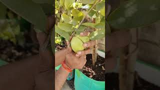 Thai Pink Guava #shorts #gardening #guava