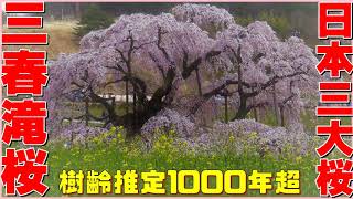 【三春の滝桜】観桜する前に予習しませんか？🌸日本三大桜 樹齢推定1000年超🌸 Miharu Falls Sakura 🌸 Cherry Blossoms🌸天然記念物指定の名木