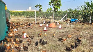 Free Range Poultry Fencing l Material l Cost l