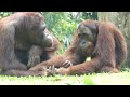 orangutan wants attention from his friend かまってもらいたいオランウータン