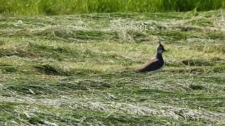 Czajka zwyczajna/ Northern lapwing