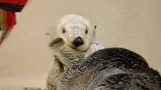 ラッコ　メイちゃん　写真撮影に協力的です【鳥羽水族館】Sea otter Mei-chan Toba Aquarium