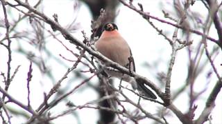 ウソ　桜ヶ丘公園