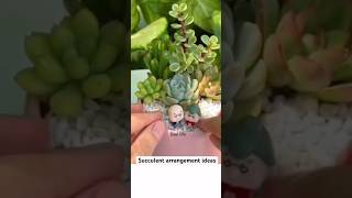 Succulent DIY ideas | Zaai life #plants #short