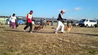 北海道犬  第76回展覧会  北奥羽支部  成犬牡組 27年11月1日