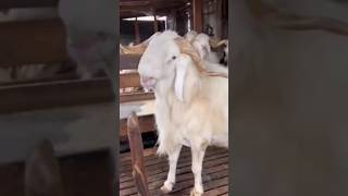 THE BALAMI SHEEP #sheepfarming #shorts #farming #africa #viral #trending #subscribe #tiktok #ghana