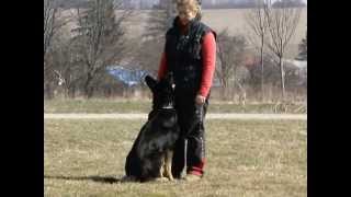 Rhea Vikar - obedience 20months