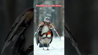 Beautiful Quran Recitation 🇨🇮🇨🇮 #quran #duet #beautiful #love #birds #viralvideo #india #nature