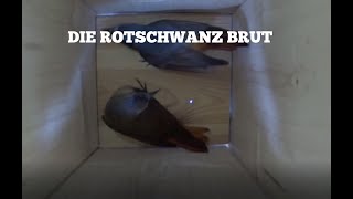 Die Rotschwanz Küken [Nestbau bis Ausflug]