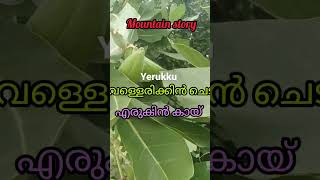 എരിക്ക്‌ എന്ന മഹാത്ഭുതം #vellerikku plant #vellerikku poovu #വെള്ളരിക്കു എന്ന  ഔഷധം. mountain story