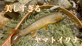 【ヤマトイワナ】木曽川水系の美しすぎるヤマトイワナ　大和岩魚　渓流釣り　源流釣り　#PR #広告