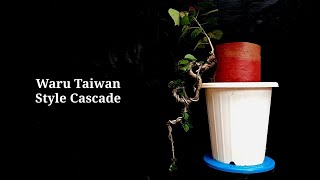 CARA MEMINDAHKAN BAHAN BONSAI WARU TAIWAN CASCADE ( HIBISCUS TILIACEUS )