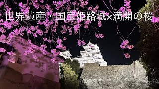 HOT JAPANの一つ「世界遺産・国宝姫路城×満開の桜」【兵庫県姫路市】