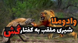 وادوملا شیر نری که کفتار ها را تیکه تیکه کرد؟!😱😨