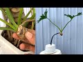 Cara Perkembangbiakan (Philodendron Selloum) | Philodendron Pohon Berenda