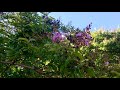 crape myrtle lagerstroemia indica