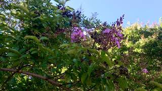 Crape Myrtle (Lagerstroemia indica)