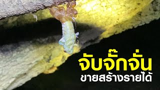 จับจั๊กจั่น ในสวนลำใยขาย สร้างรายได้ดี | CHANTODAY