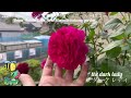 【2024年初夏 ベランダのイングリッシュローズ 〜1番花〜】david austin roses first bloom in balcony garden