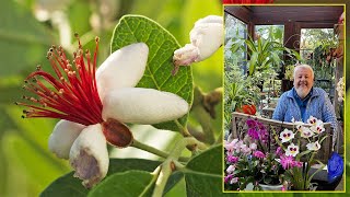 FEIJOA, ARBUSTE PERSISTANT AUX FLEURS SUBLIMES ET AUX FRUITS DÉLICIEUX. Le Quotidien du Jardin N°448