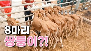 분유먹는 송아지들🐮🍼/ 기분좋아서 꼬리가 살랑살랑~ / 힐링영상