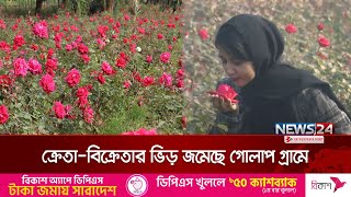 সাভারের গোলাপ কোটি টাকা বিক্রির আশা ব্যবসায়ীদের | Rose cultivation | News24