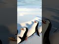 penguins from madagascar shortsvideo shorts cartoon