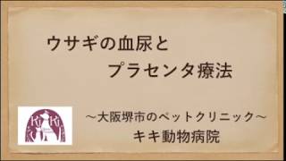 ウサギの血尿とプラセンタ療法【大阪府堺市の動物病院】岸和田