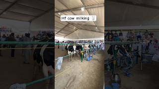 HF cow milking 🥛 live Jagraon pdfa 2025 @