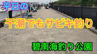 碧南海釣り公園 干潮でもサビキ釣り 碧南釣り広場