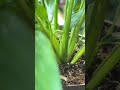 consejos para que los nuevos brotes de tus plantas tropicales nazcan correctamente