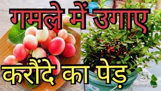 How to grow Karonda plant in pot//Carissa Carandas../गमले में करोंदे का पेड़ लगाने का आसान तरीका