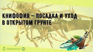 Книфофия — посадка и уход в открытом грунте