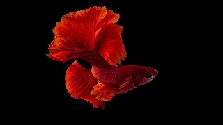 Beautiful betta fish - Siamese fighting fish