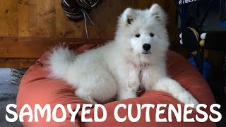 Samoyed Cuteness