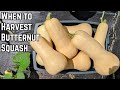 When to Harvest Butternut Squash | BEST TIPS|