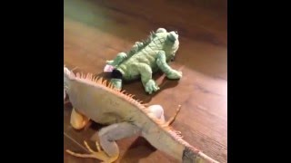 Real Iguana Attacks Stuffed Iguana