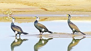 বিরল প্রজাতীর পানকৌরি | Amazing Comorant | Bird |GEO SK