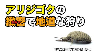 アリジゴクの緻密で地道な狩り〜昆虫の不思議な魅力紹介No.5〜