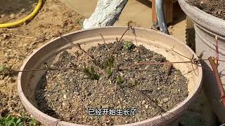 北方花园惊蛰过后植物争相萌发#爱生活爱养花 #花卉绿植