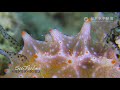 ハルゲルダ・バタンガスのペア 金平糖のようなウミウシ 『ふしぎなウミウシの世界no.３』the mysterious world of nudibranchs