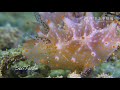 ハルゲルダ・バタンガスのペア 金平糖のようなウミウシ 『ふしぎなウミウシの世界no.３』the mysterious world of nudibranchs