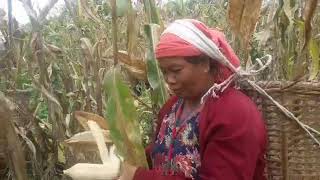 Breaking corn in the village मकै भाच्दै गाउँमा