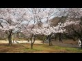 東京お花見散歩　新宿御苑　高遠小彼岸桜　２０１６．３．２３　sakura shinjuku gyoen