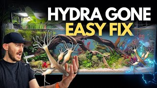 How to Get Rid of Hydra in Your Aquarium | No Planaria Treatment Guide