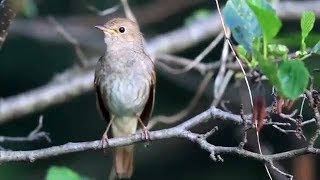 Nightingale song