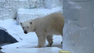 あれ？イッちゃん（Шилка）　遊ばないの？　　　天王寺動物園のホッキョクグマ