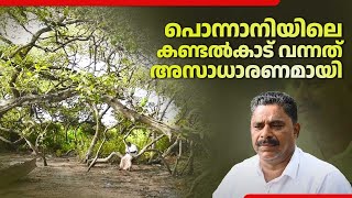 പൊന്നാനിയിലെ കണ്ടൽകാട് വന്നത് അസാധാരണമായി | Mangrove | Ponnani